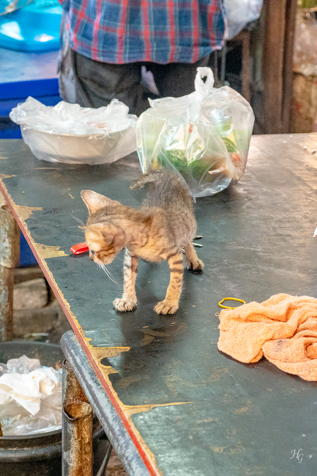 태국 방콕 후웨이쾅 시장(ตลาดห้วยขวาง Huai Khwang Market) 손바닥만한 고양이