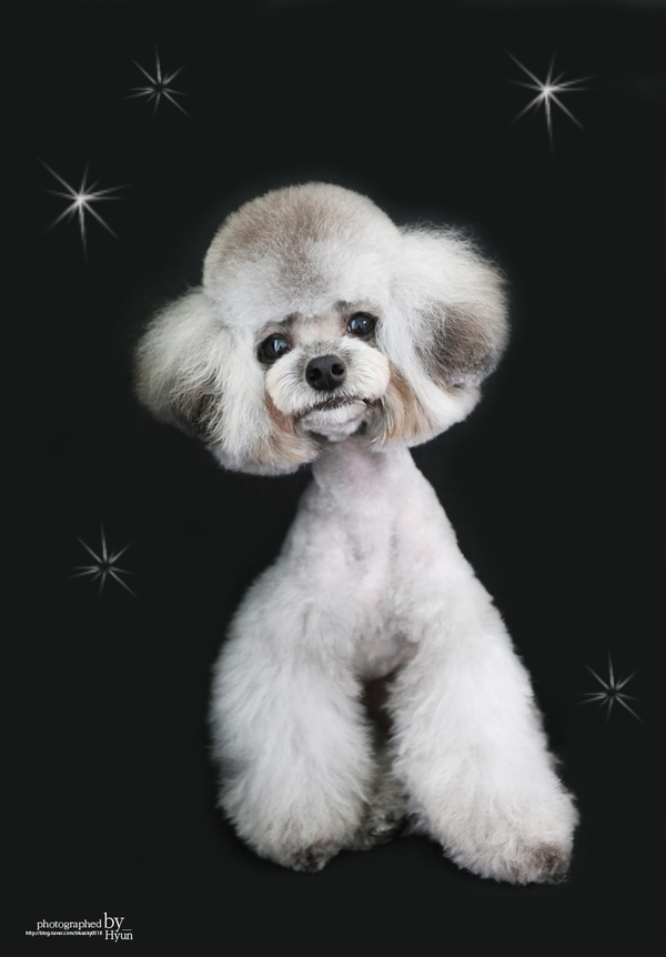 ::모델이 되어도 좋아! 실버푸들 마리 미용 25