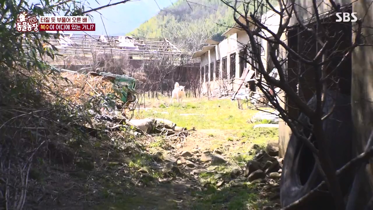 TV 동물농장.E1173.240527p-NEXT.mp4_20240526_155721.476.jpg