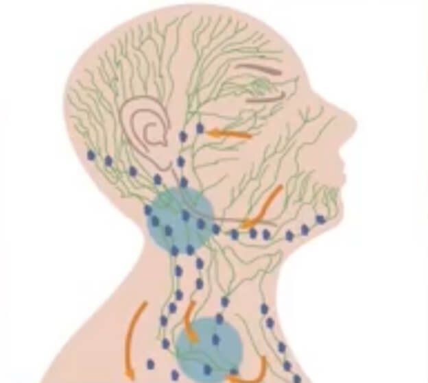 얼굴과 목의 림프관