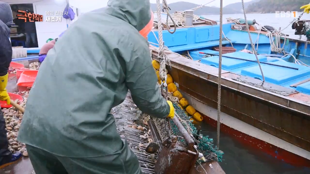 TV - 전 국민의 평생학교 EBS봄의 전령사! 새조개, 미나리, 주꾸미.mp4_20240316_171246.474.jpg