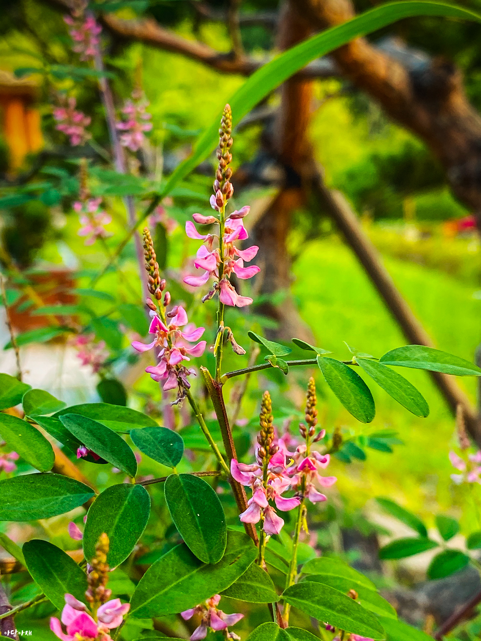  낭아초 / Indigofera pseudotinctoria