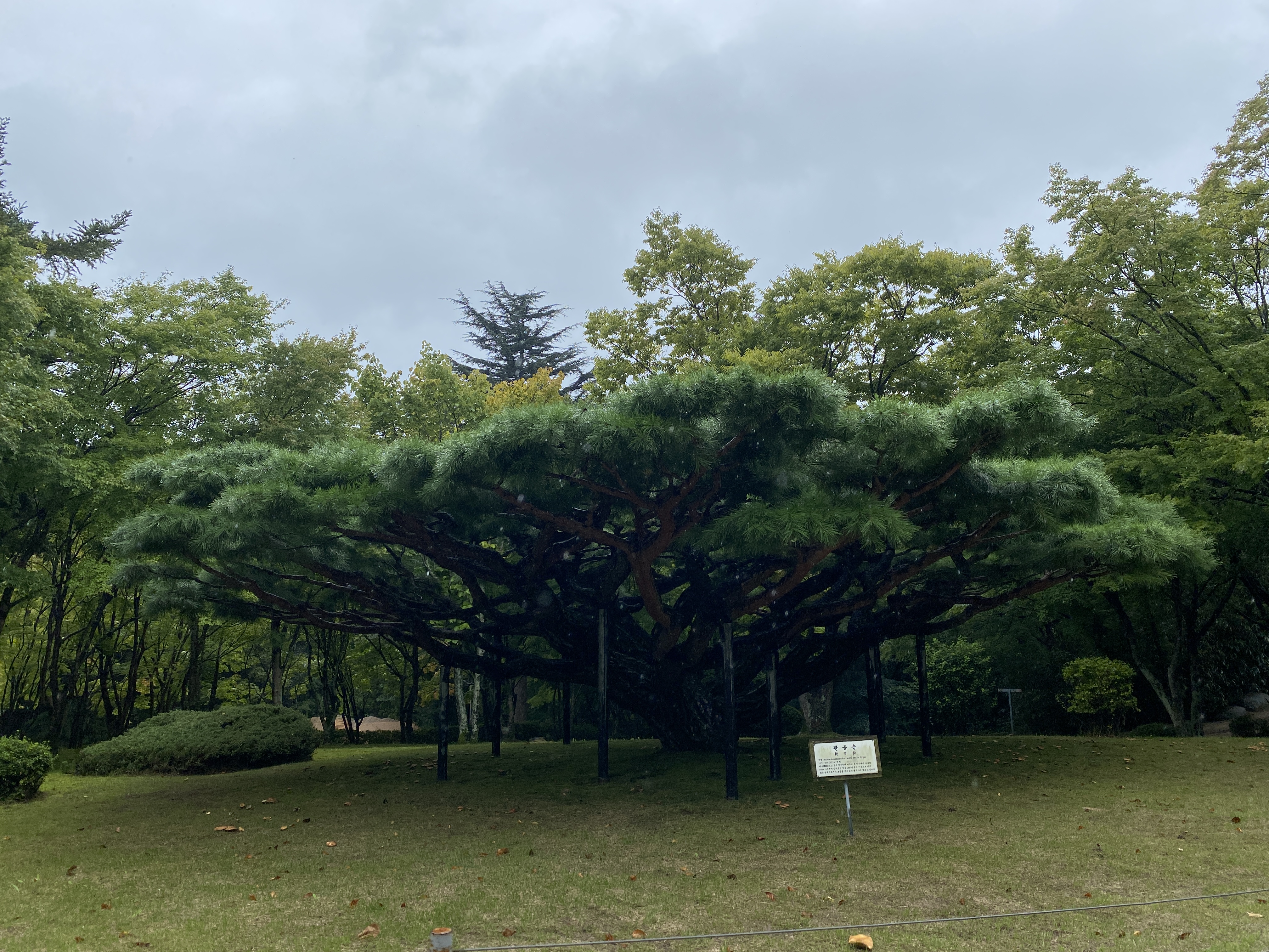 경주 불국사