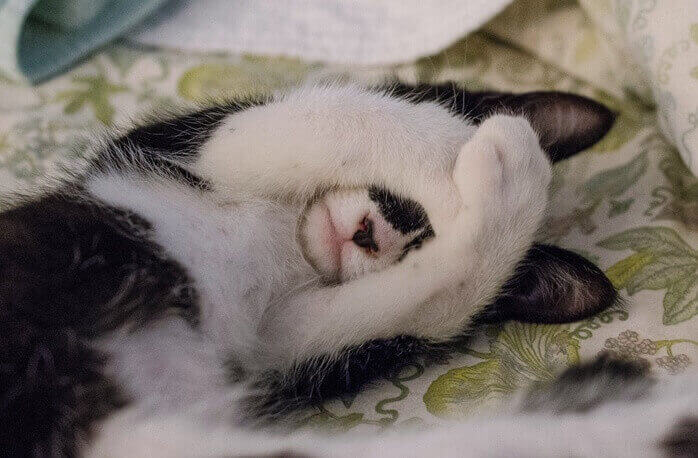 흰색과 검은색 털을 가진 아기 냥이가 누워서 양쪽 앞 발로 눈을 가리고 있는 모습