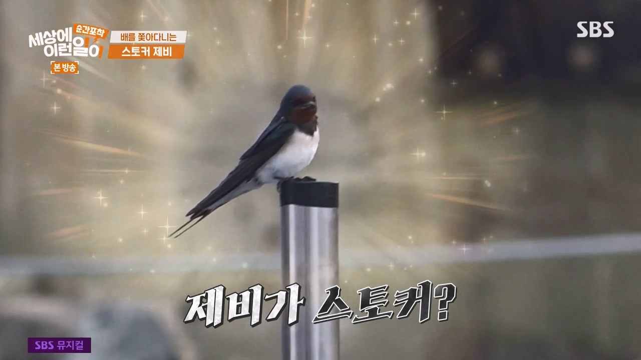 순간포착 세상에 이런일이.E1238.230723p-NEXT.mp4_20230724_203454.122.jpg