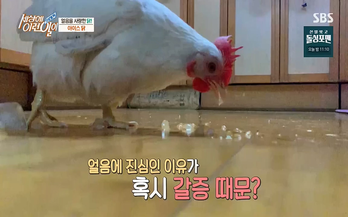 순간포착 세상에 이런일이.E1200.221005p-NEXT.mp4_20221005_201429.028.jpg