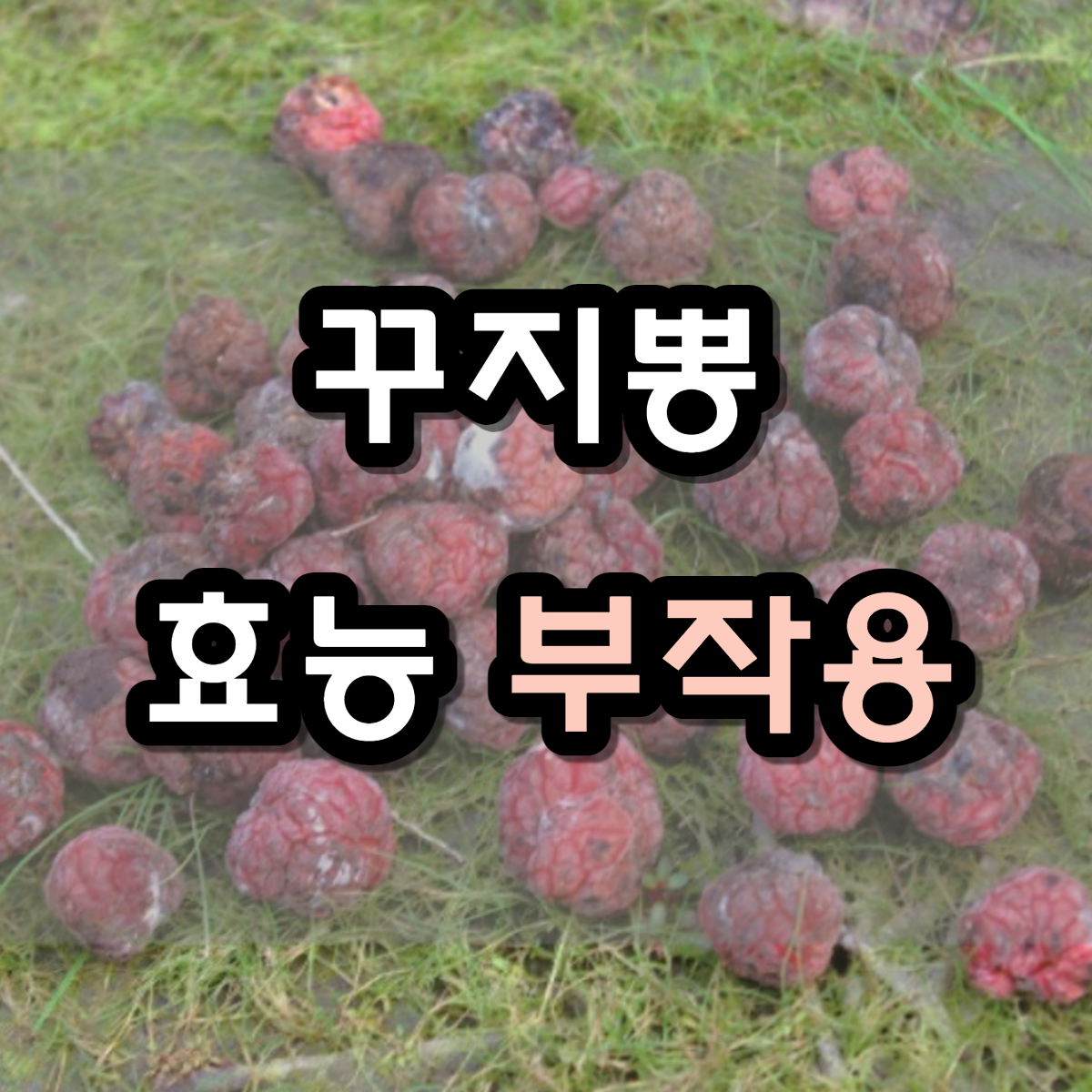 꾸지뽕 효능 7가지, 먹는법, 부작용 꾸지뽕 효능 7가지, 먹는법, 부작용