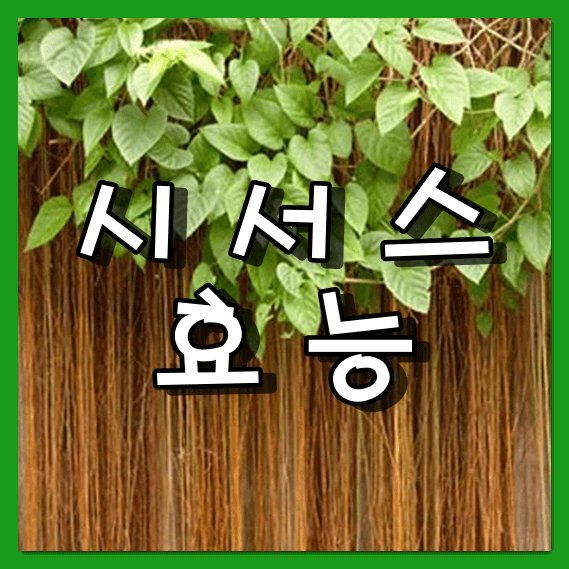 시서스효능