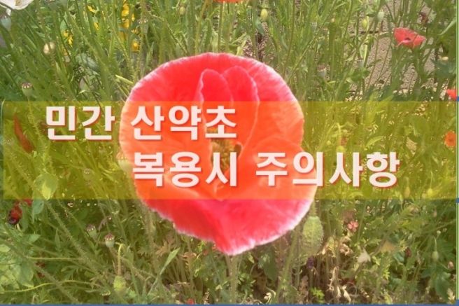 산약초 이미지