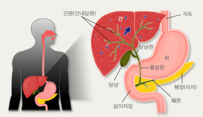 담낭과 담도