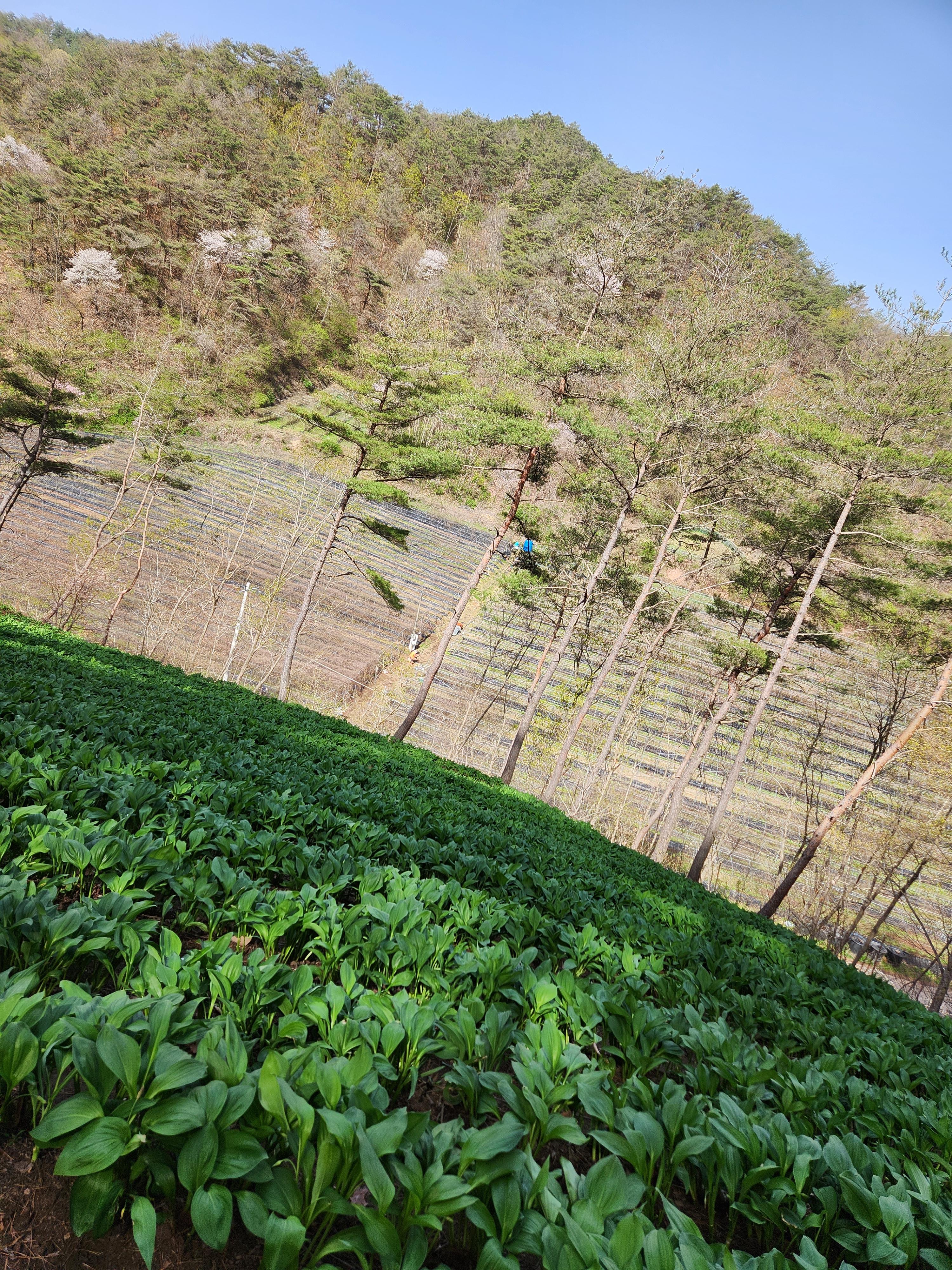 청정농장 이미지