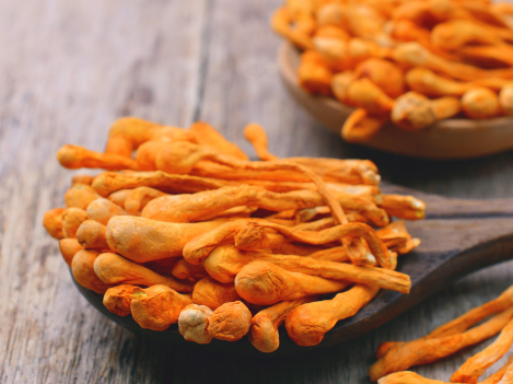  동충하초 (CORDYCEPS) 효능 및 부작용, 올바른 복용법 알고 가세요.