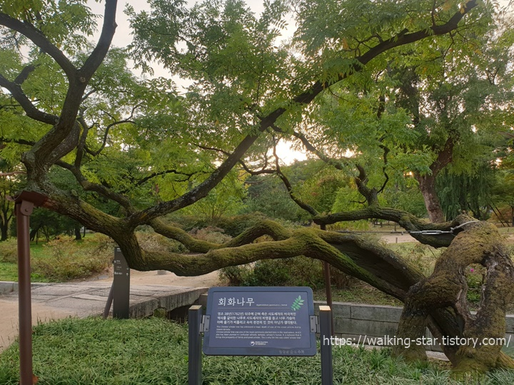 창경궁-회화나무