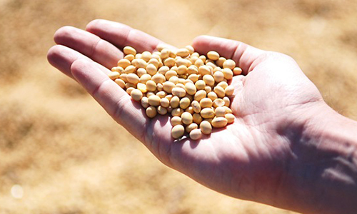 기억력을 향상시키는 음식 