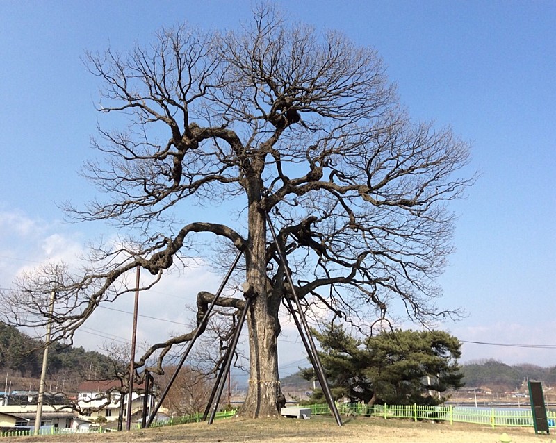  영풍 병산리 갈참나무&먹거리
