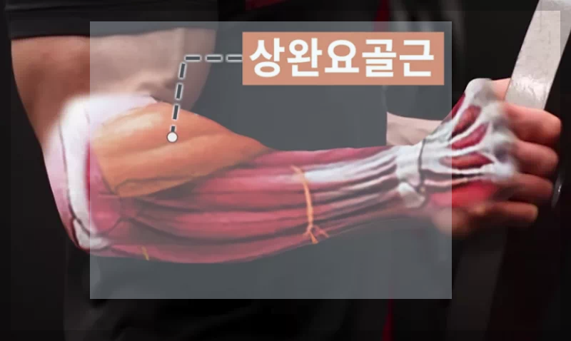 상완요골근