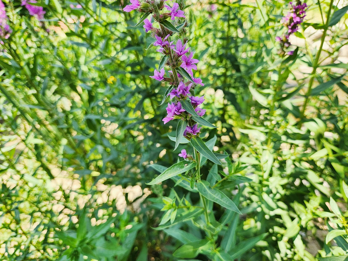 부처꽃
