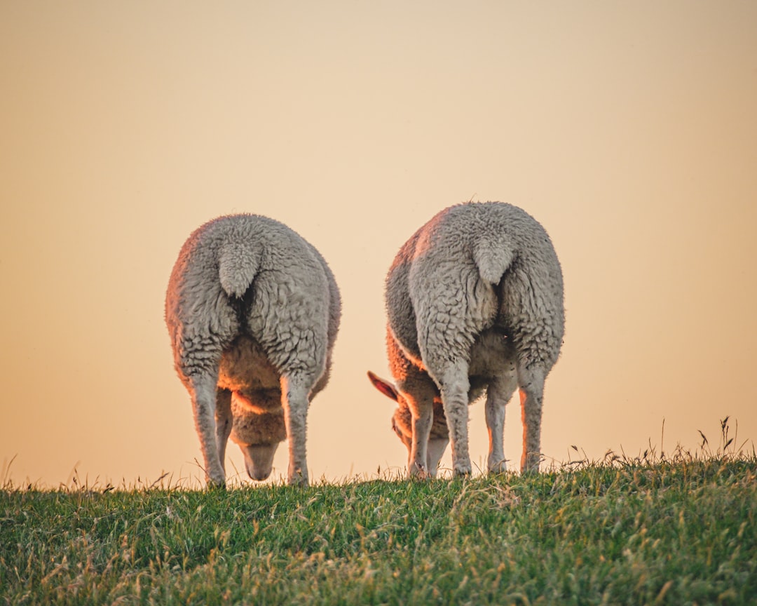 Sheep