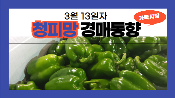 [경매사 일일보고] 2024년 3월 13일자 가락시장 청피망 경매동향을 살펴보겠습니다!