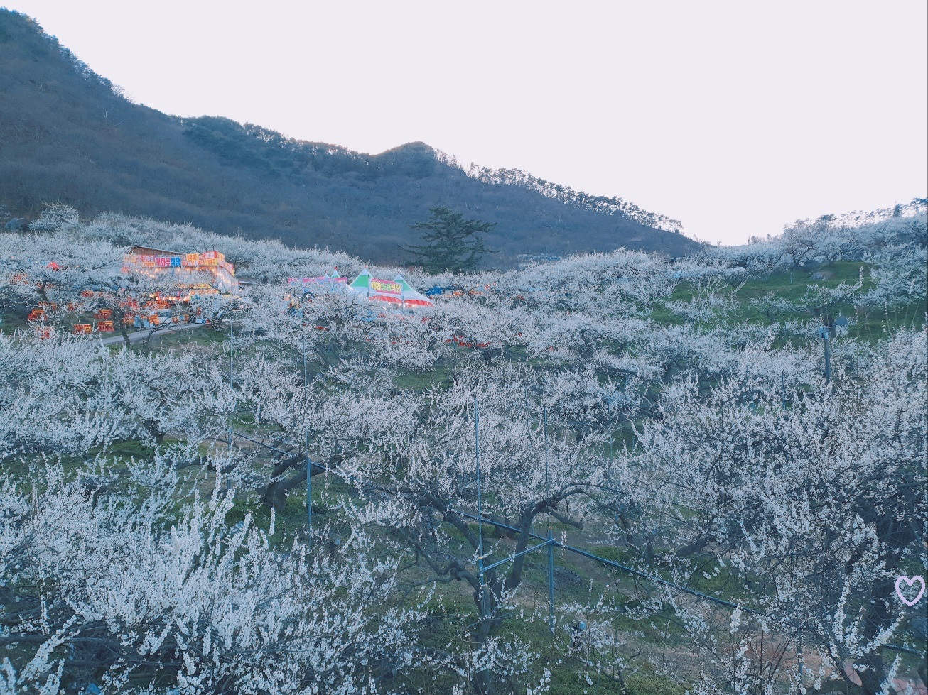 2023 광양 매화 축제 알아보기