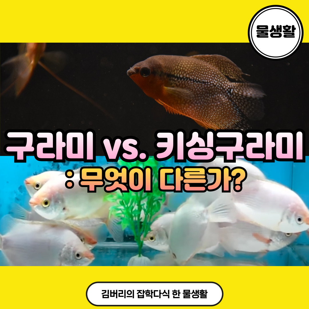 구라미_키싱구라미_차이점