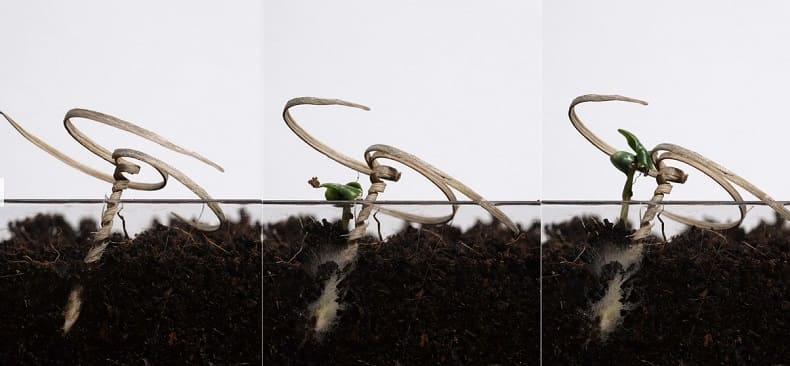 씨 뿌리면 자기가 땅 파고드는 획기적 종자 개발 VIDEO: E-seed: Autonomous self-burying seed carriers for aerial seeding