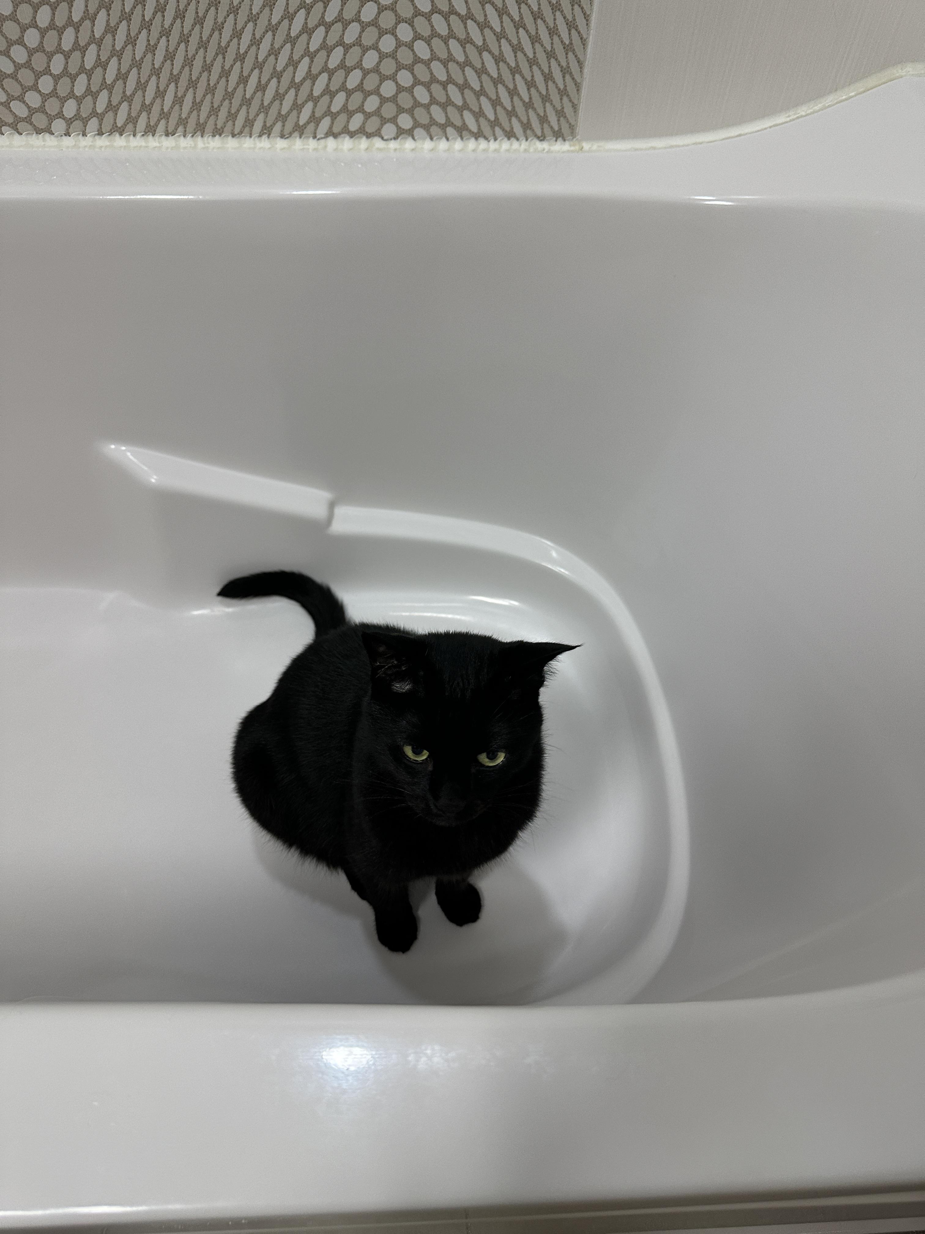 욕조_안에_앉아_있는_black_cat_건이