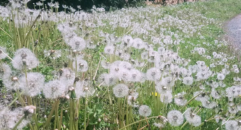 밀양 구만산