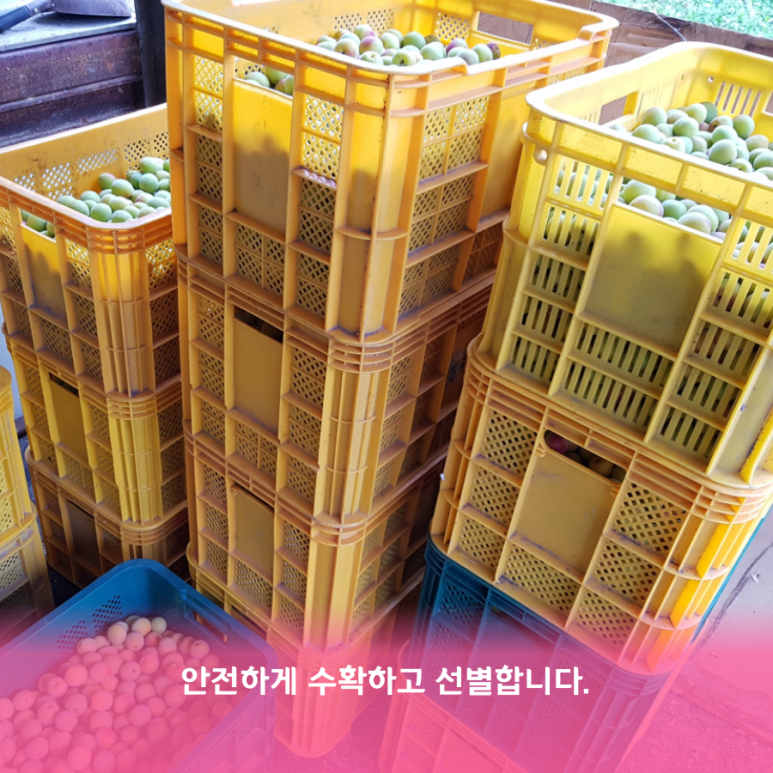매실남녀 수확기 계절가격정보 2021 홍매실매장소 2