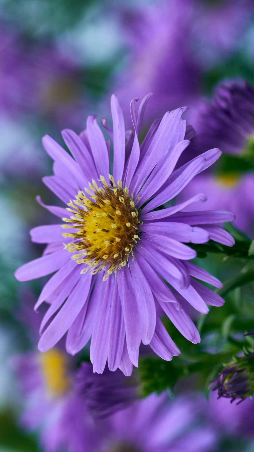 Aster Flower iPhone Wallpaper