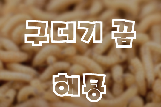  구더기 꿈 해몽