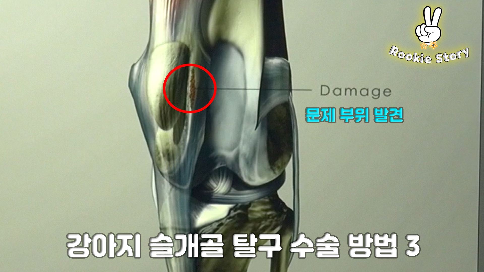  강아지 슬개골 탈구