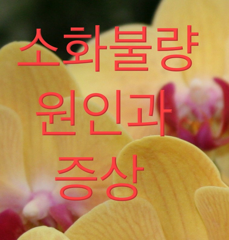  소화불량 원인과 증상은?