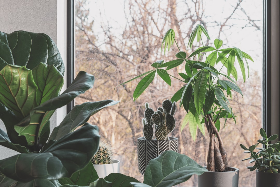 Money Tree