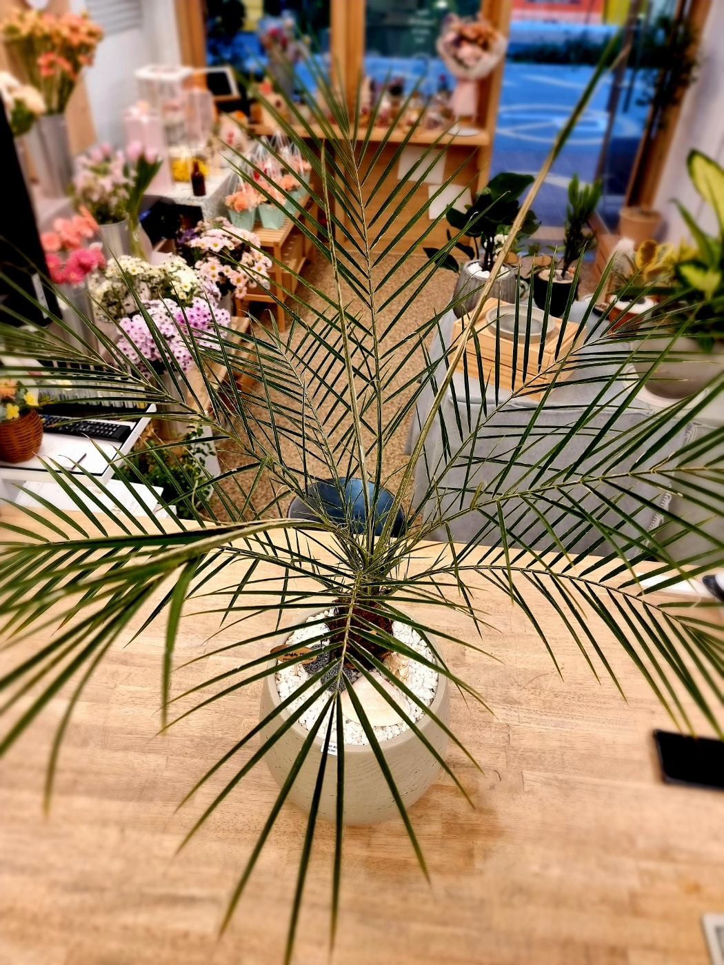 휘닉스 야자의 잎 모양&#44; Phoenix Palm&#39;s leaf shape