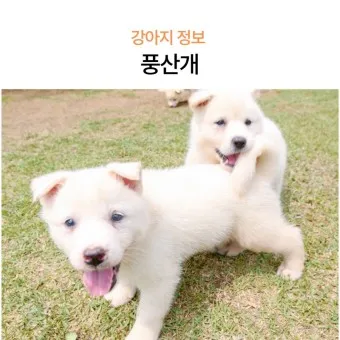 풍산개 분양 가격 수명 성격 장점 단점_2