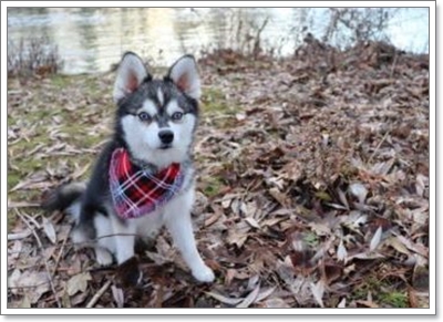  알래스칸 클리카이 분양가격 과 성격, 역사 및 특징에 대해(alaskan klee kai)