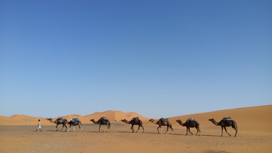 줄지어가는-낙타-사하라사막