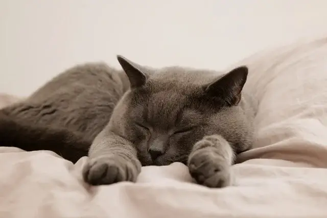 고양이 혈변 원인. 혈변 예방하기&amp;#44; 장건강이 중요합니다.