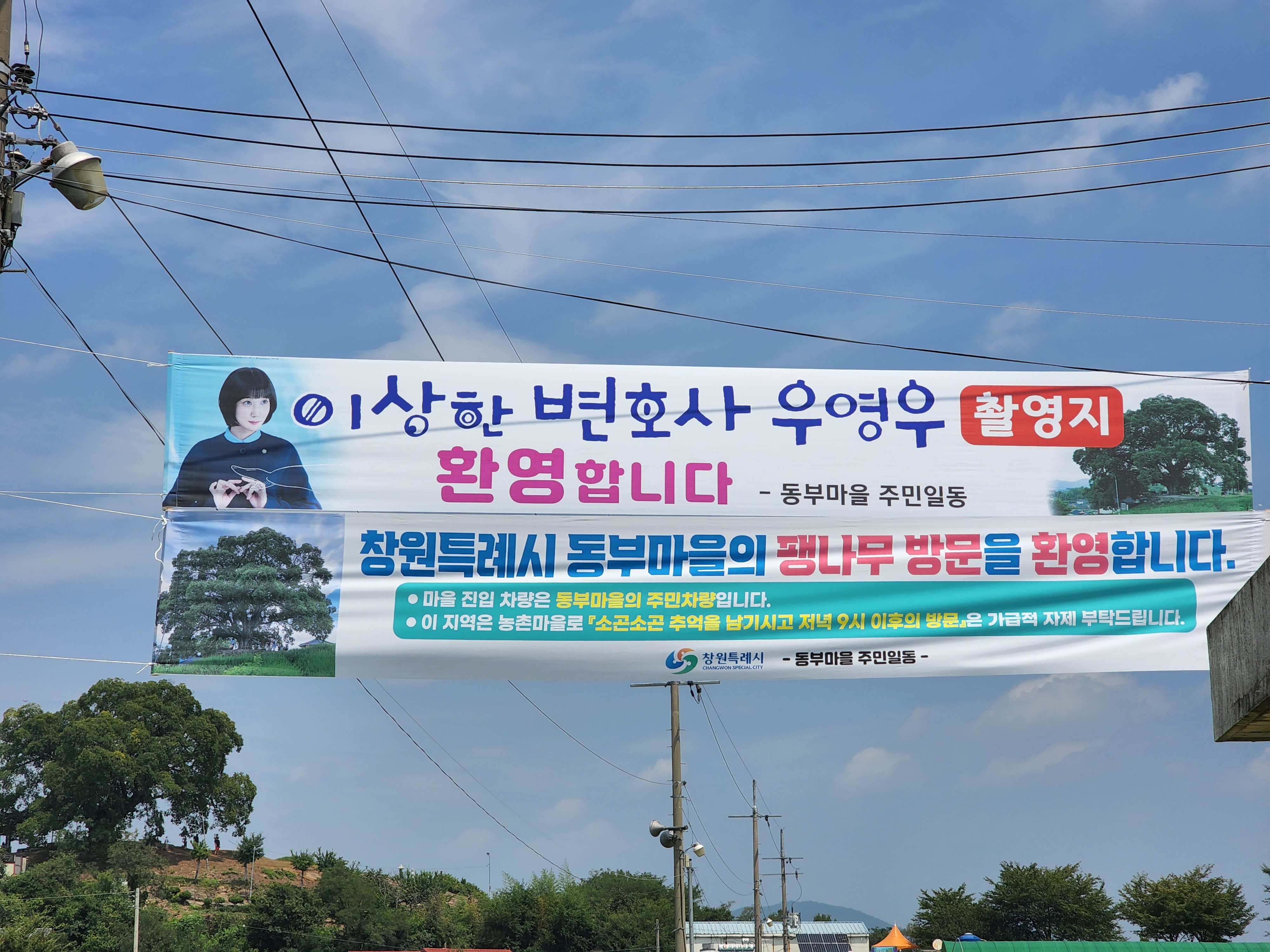  이상한 변호사 우영우 소덕동 팽나무 다녀왔습니다