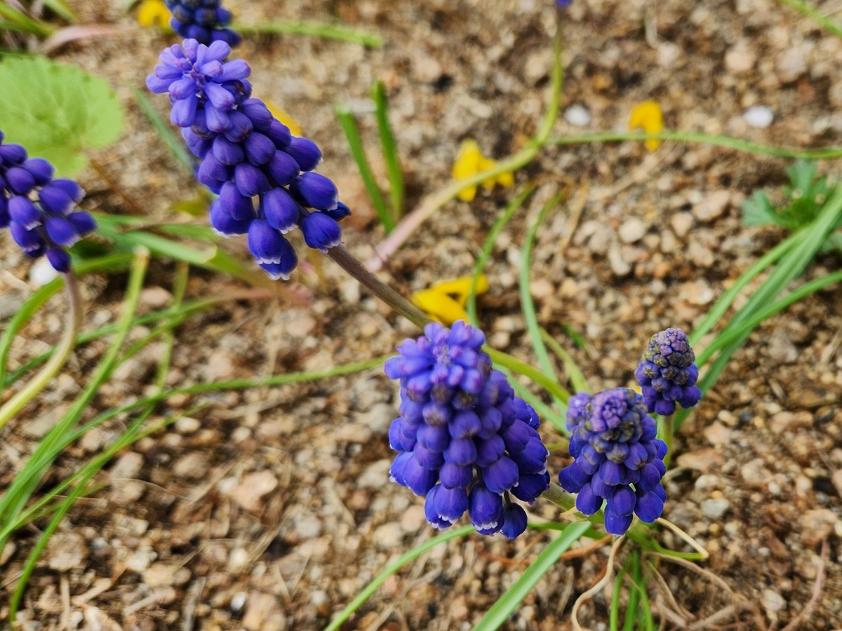 무스카리 Muscari