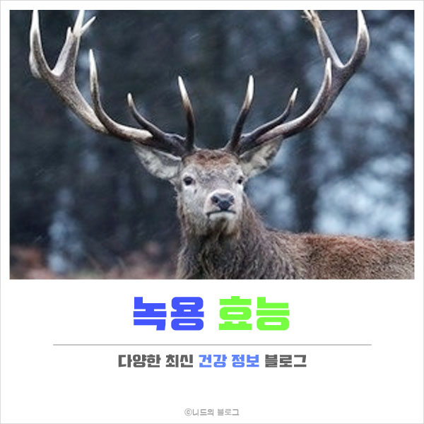  녹용 효능