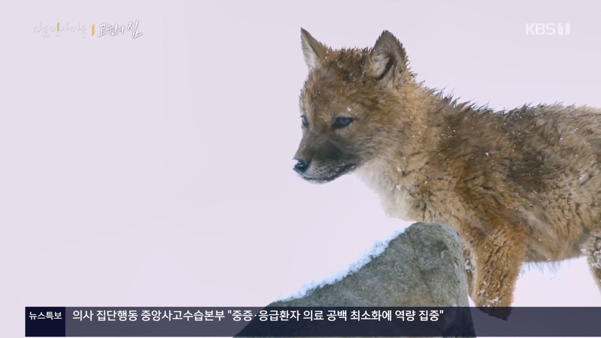 다큐 인사이트.E176.240328p.H264-F1RST.mp4_20240330_162424.582.jpg