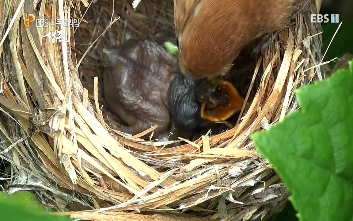 생존 3부_ EBS 다큐프라임_ 220629.avi_20220701_210753.932.jpg