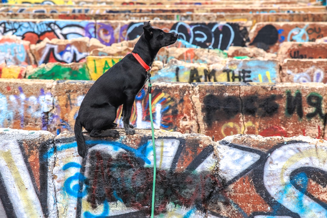 K9