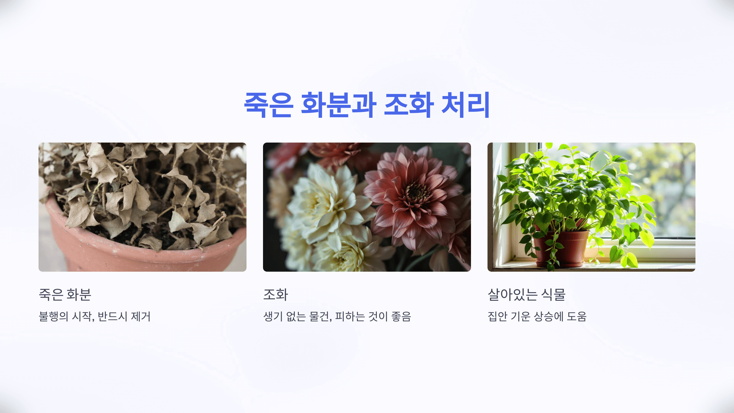 죽은 화분과 조, 생기를 잃은 증거