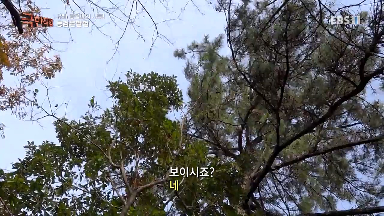 TV - 교육의 중심 EBS유해 동물과의 사투! 등검은말벌, 야생 멧돼지 퇴치.mp4_20221129_195003.256.jpg