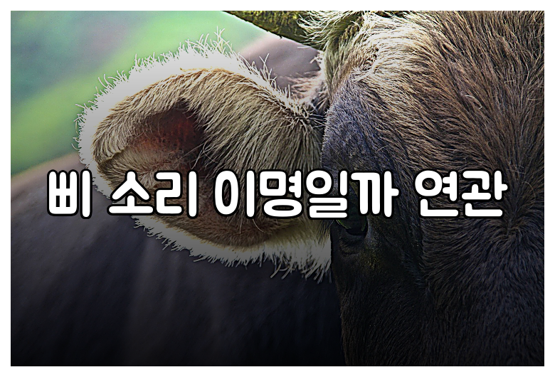 삐 소리 이명일까 연관
