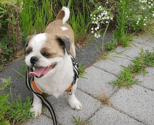 강아지와 꽃길 산책하는 모습 입니다