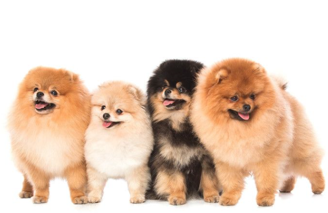  포메라니안의 털 색의 종류